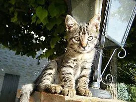 מלון דירות Il Tiglio Mergo